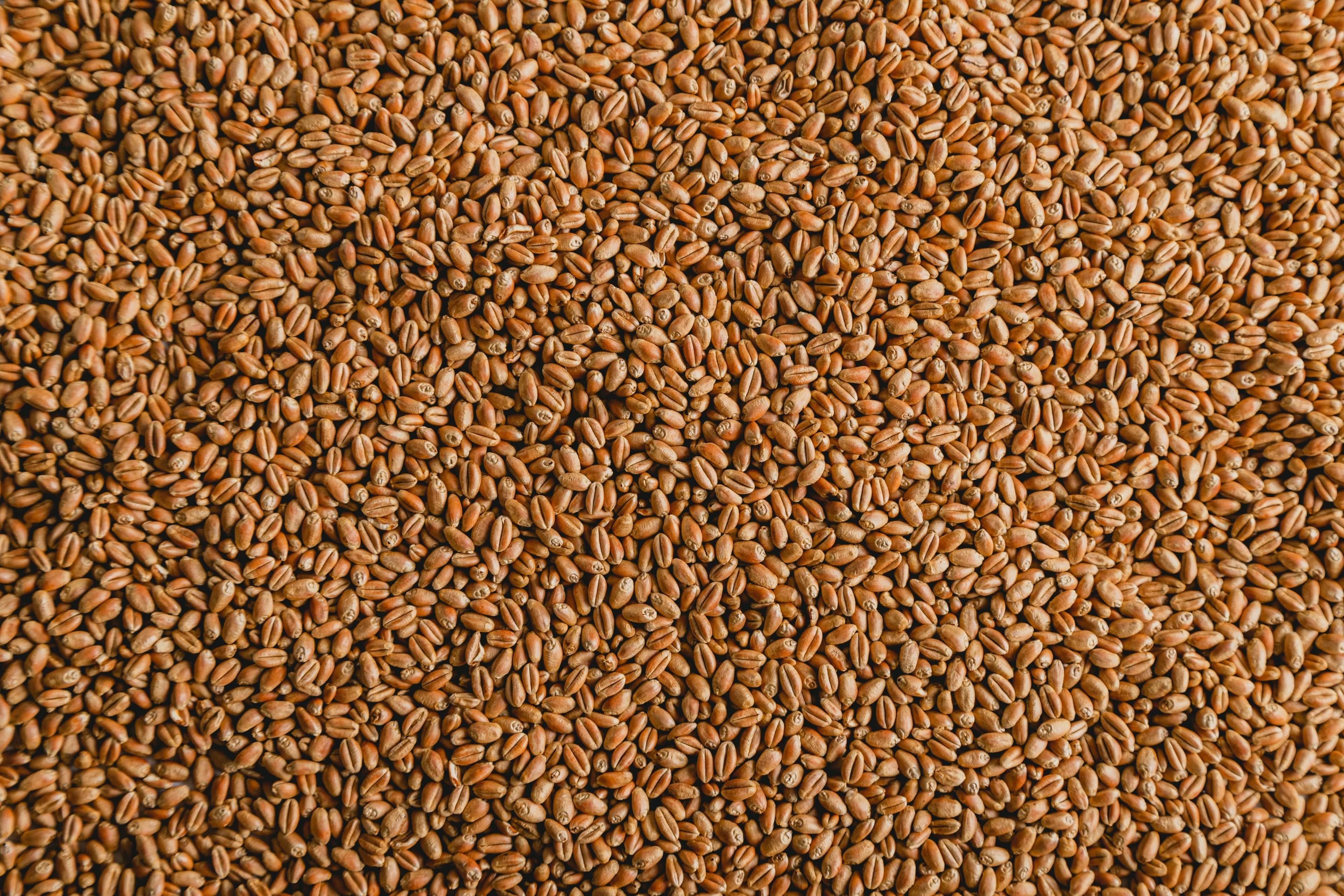 Wholesome Grains