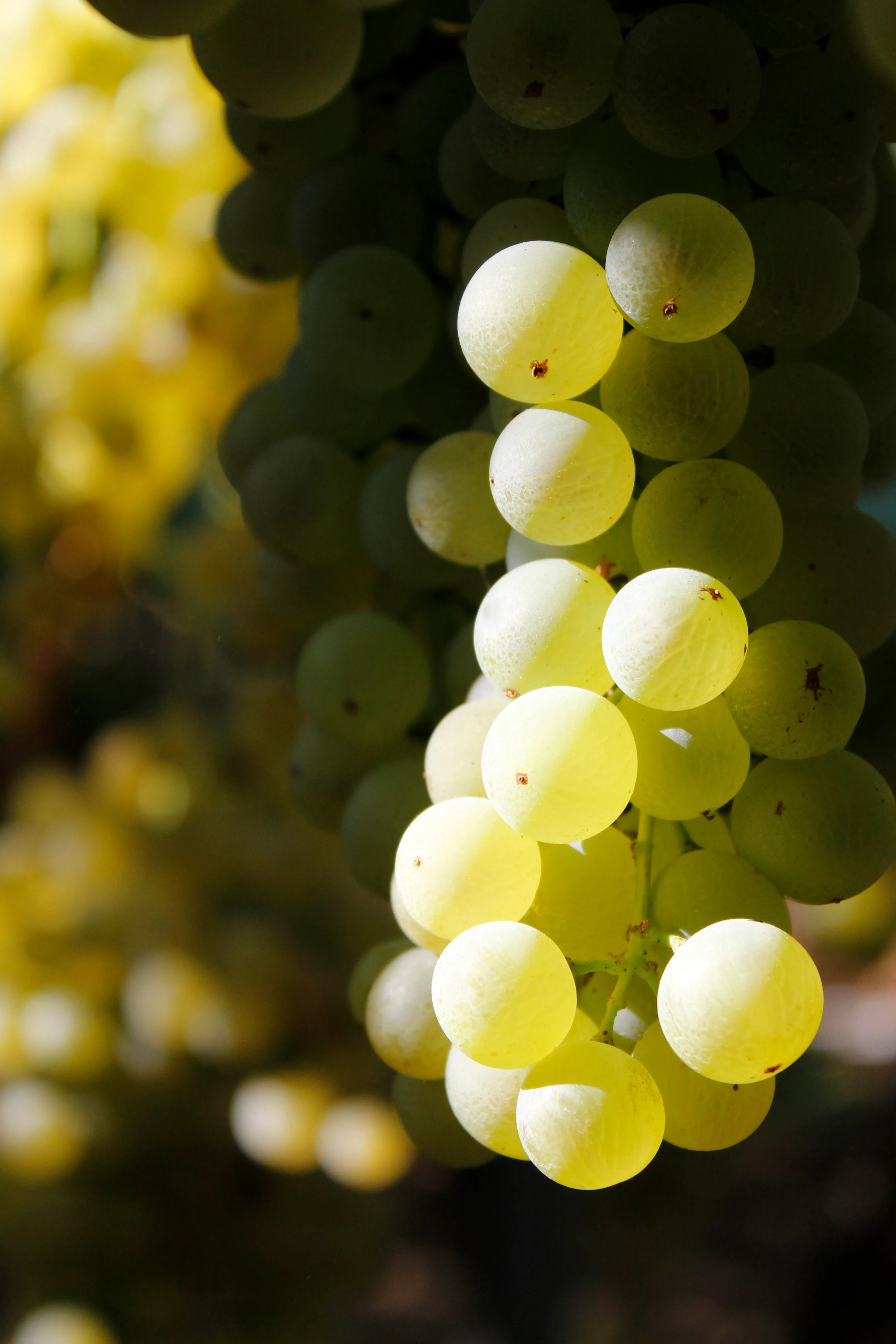 Fresh Grapes