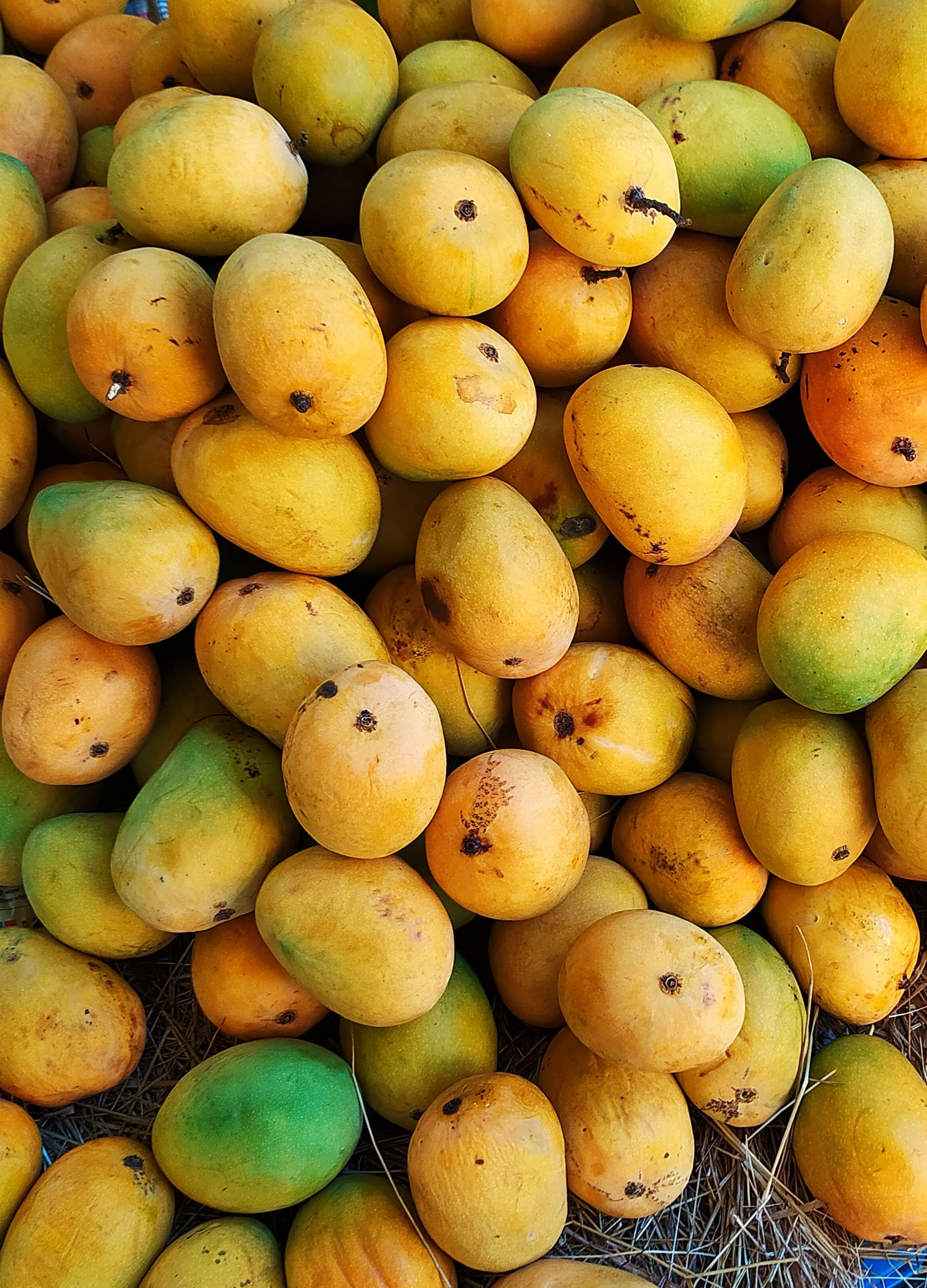Fresh Mangoes