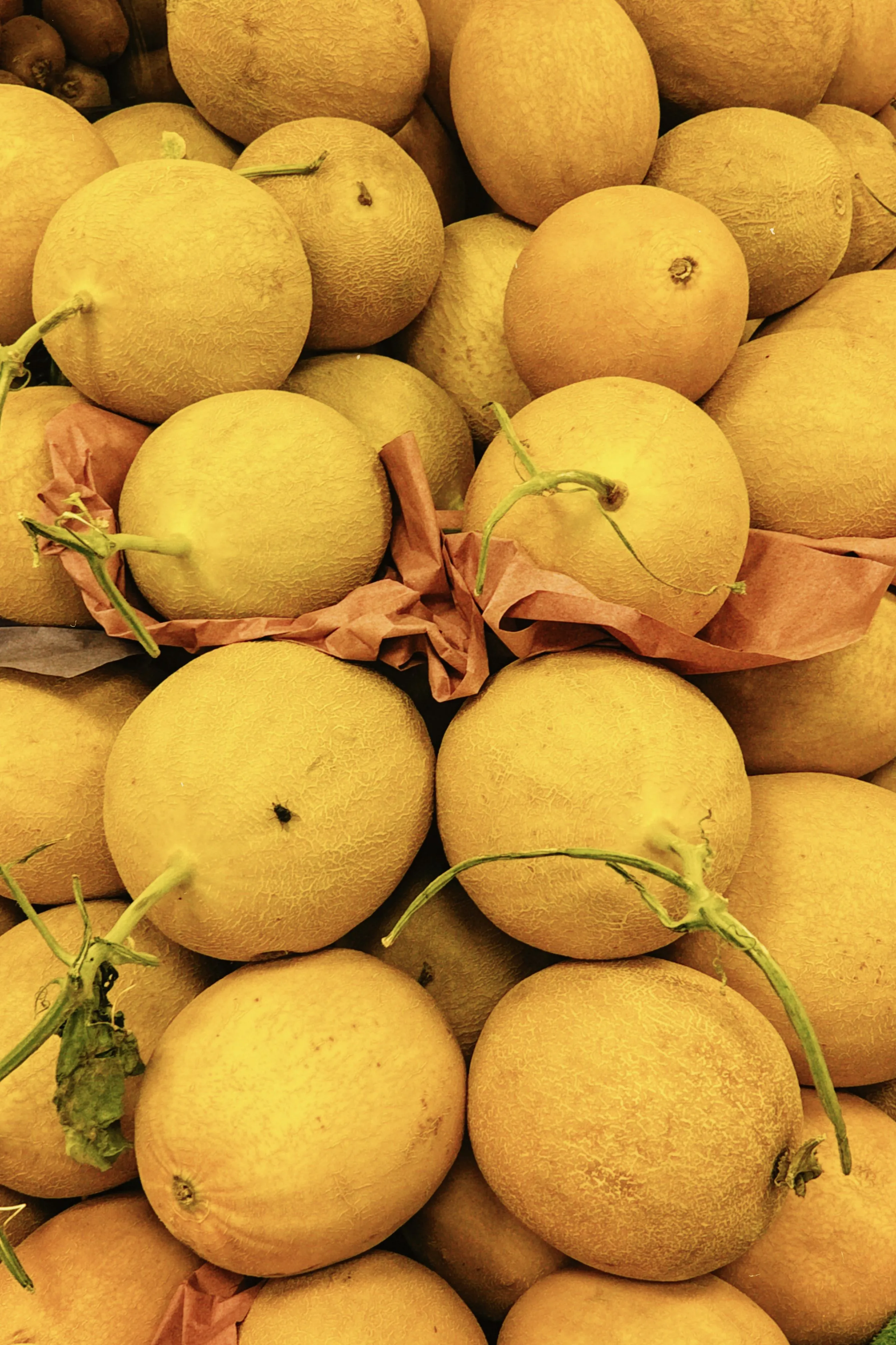 Fresh Muskmelon