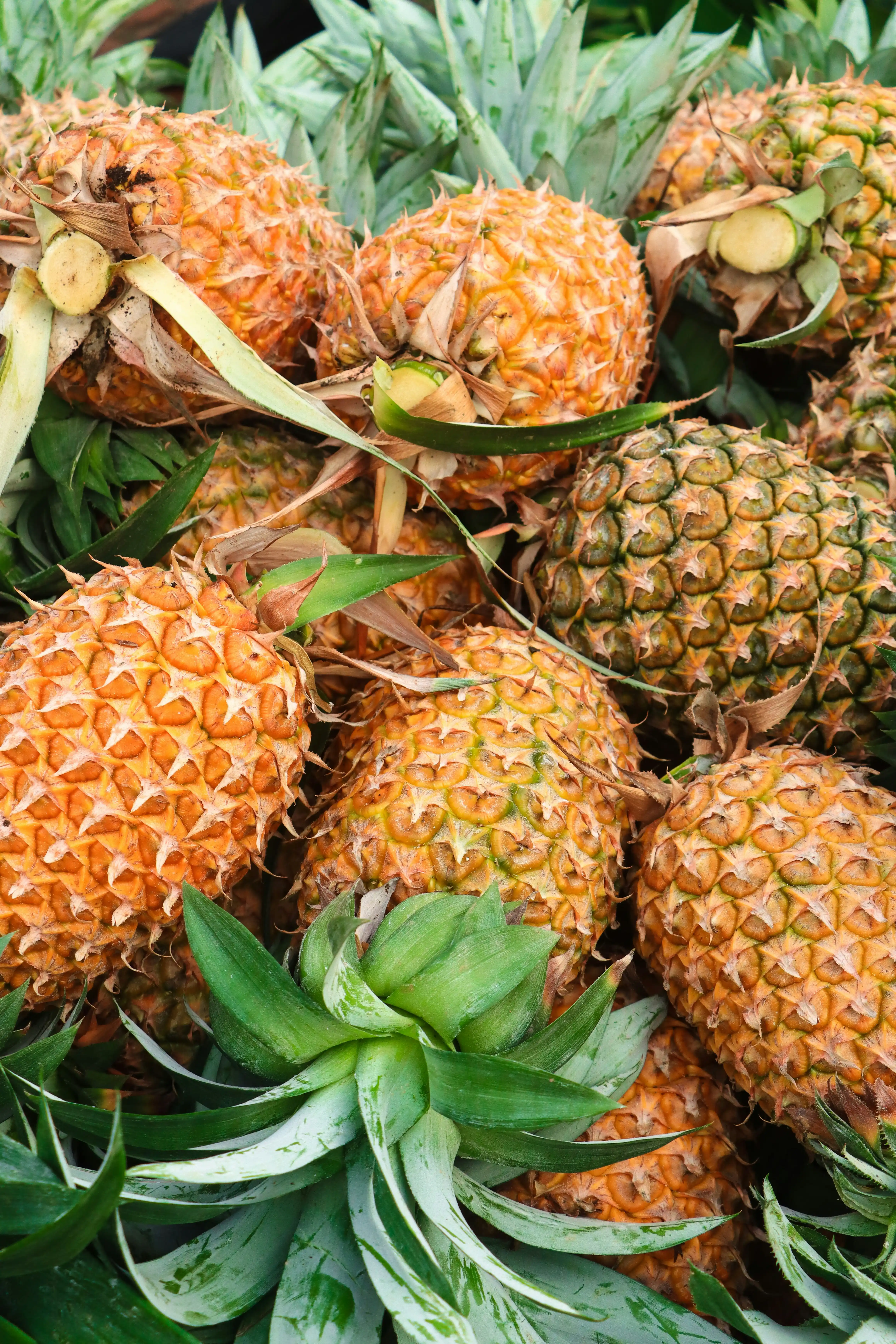Fresh Pineapple