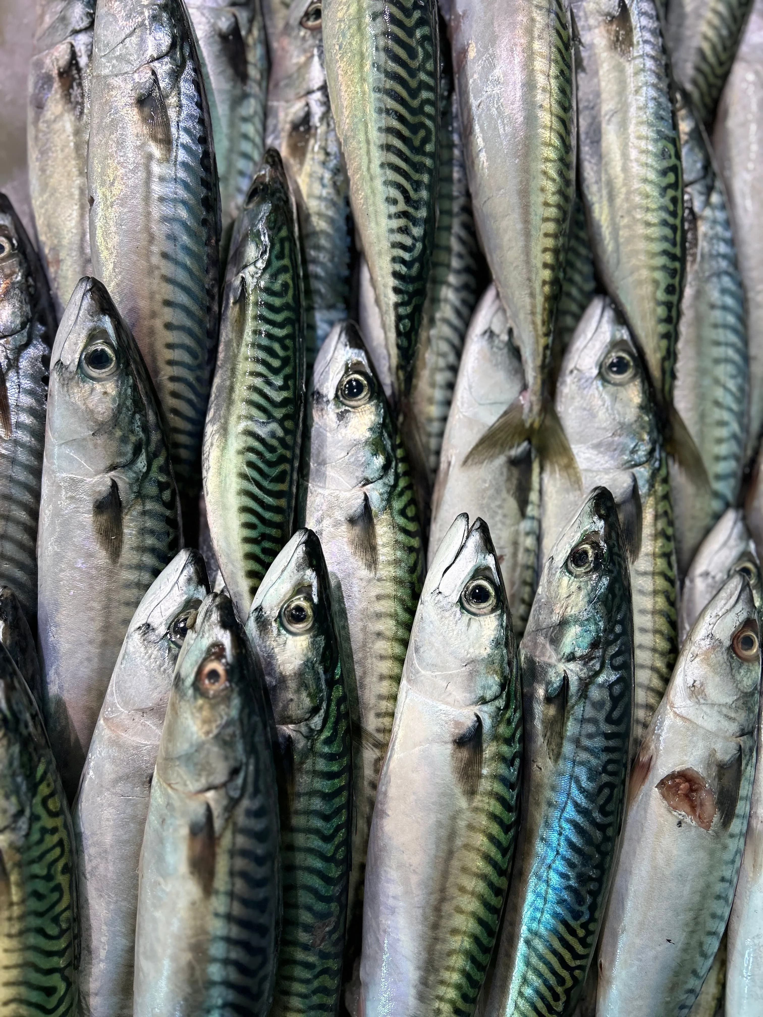Barracuda