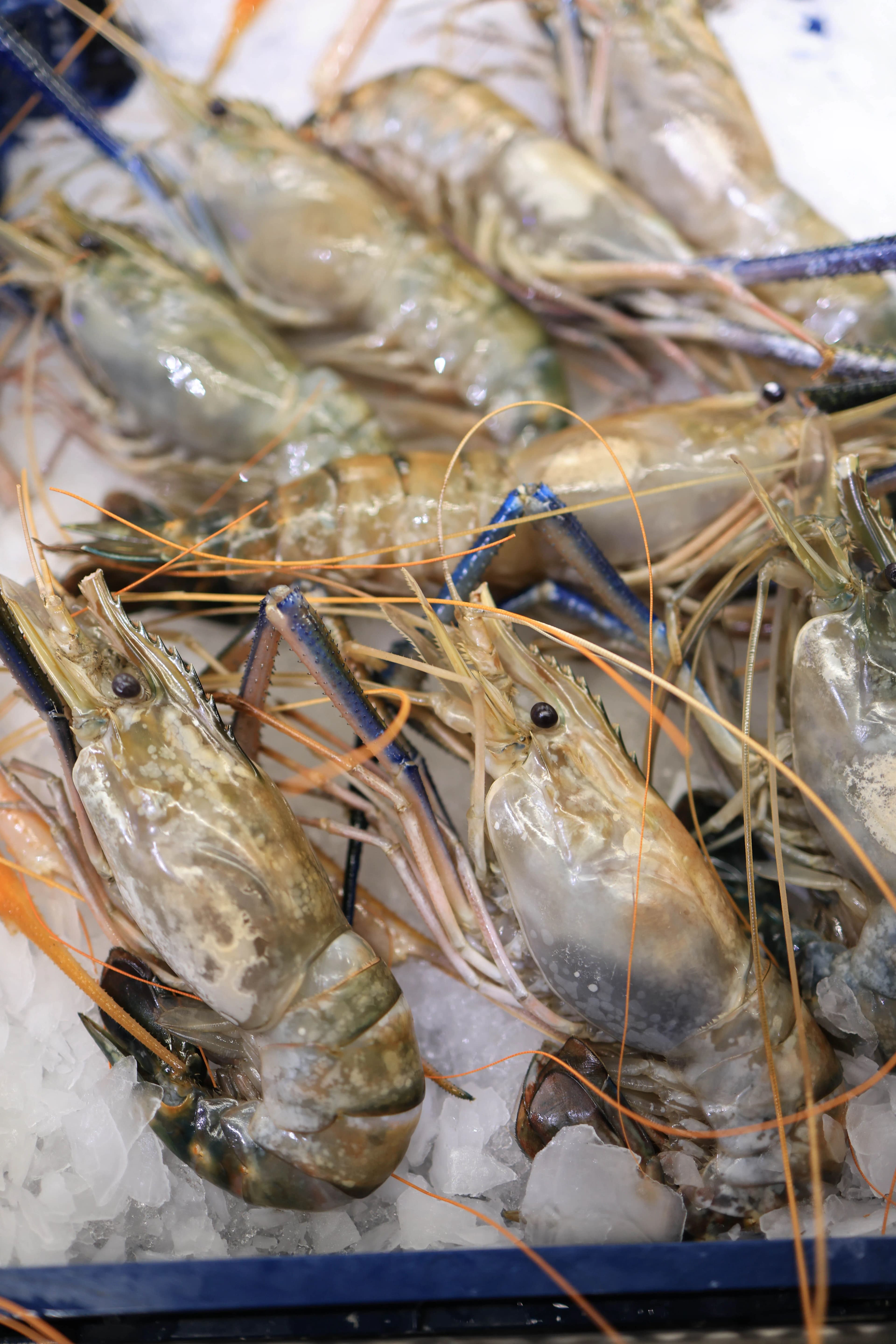 Black Tiger Shrimp
