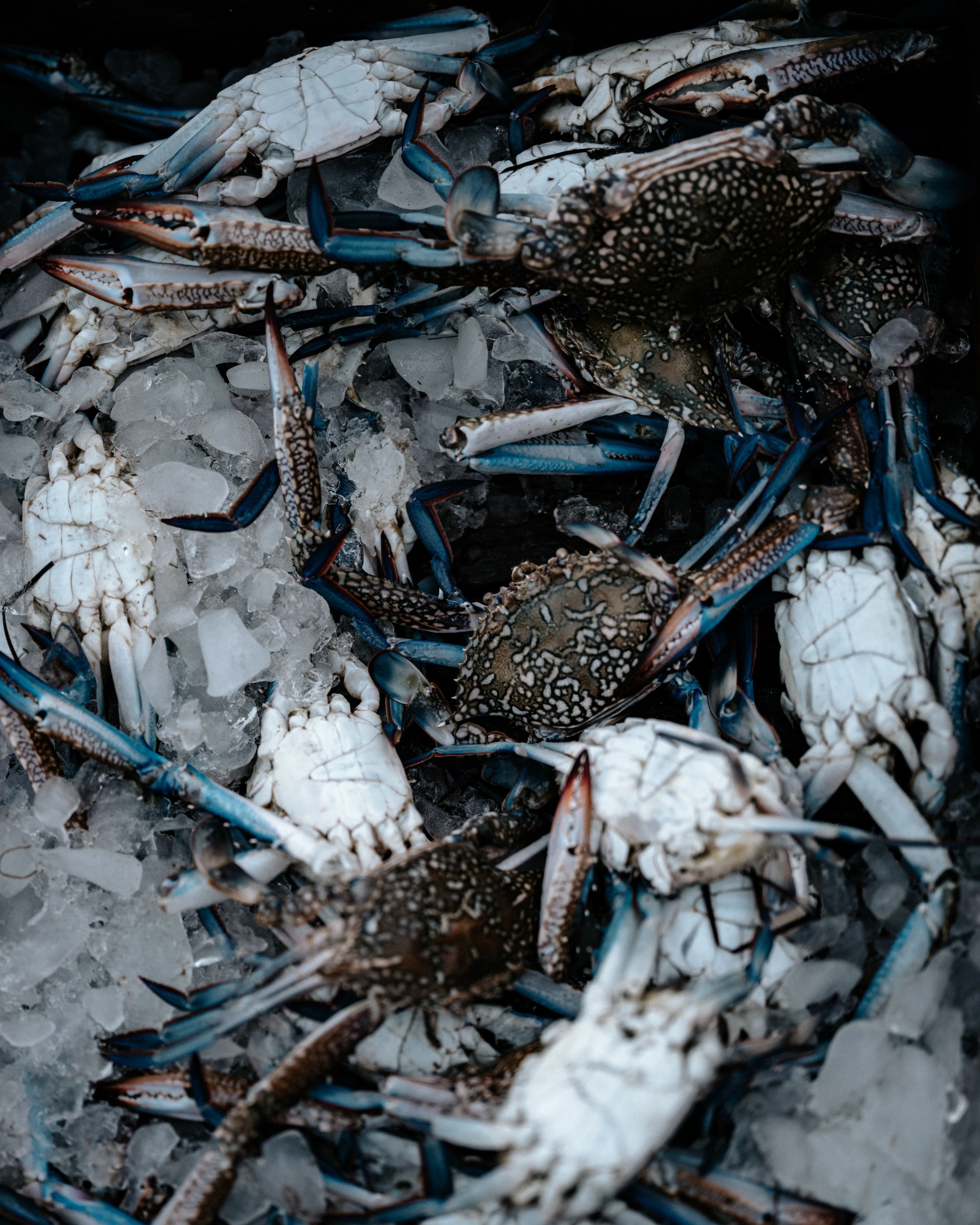 Live & Frozen Crab