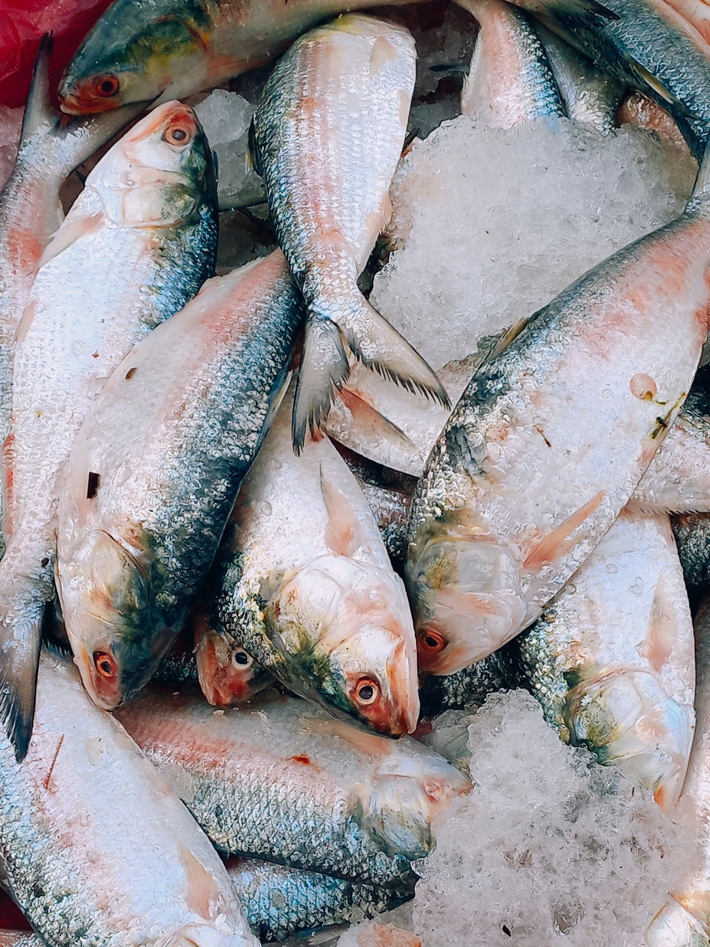 Hilsa (Ilish)