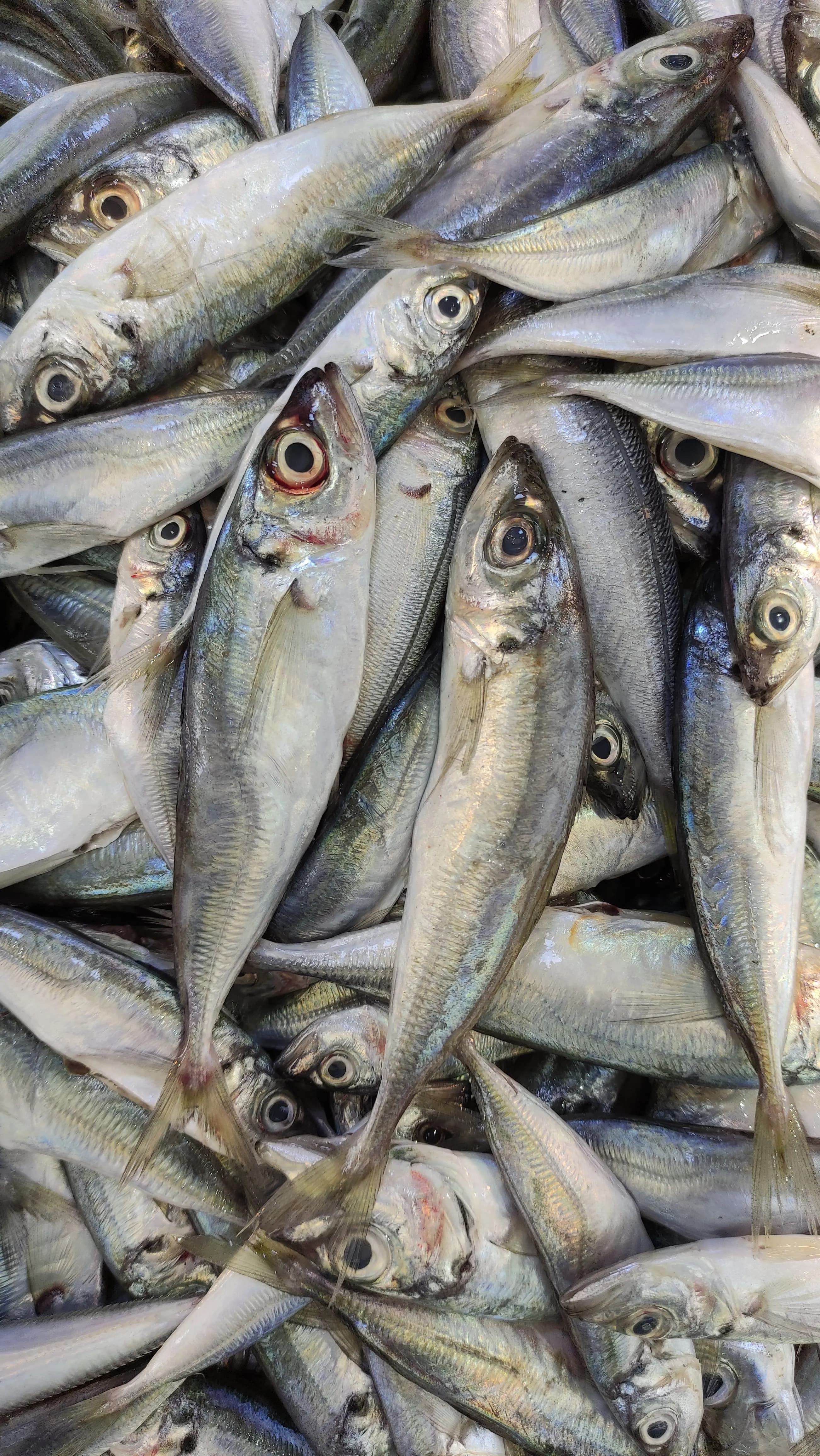 Indian Mackerel (Bangda)