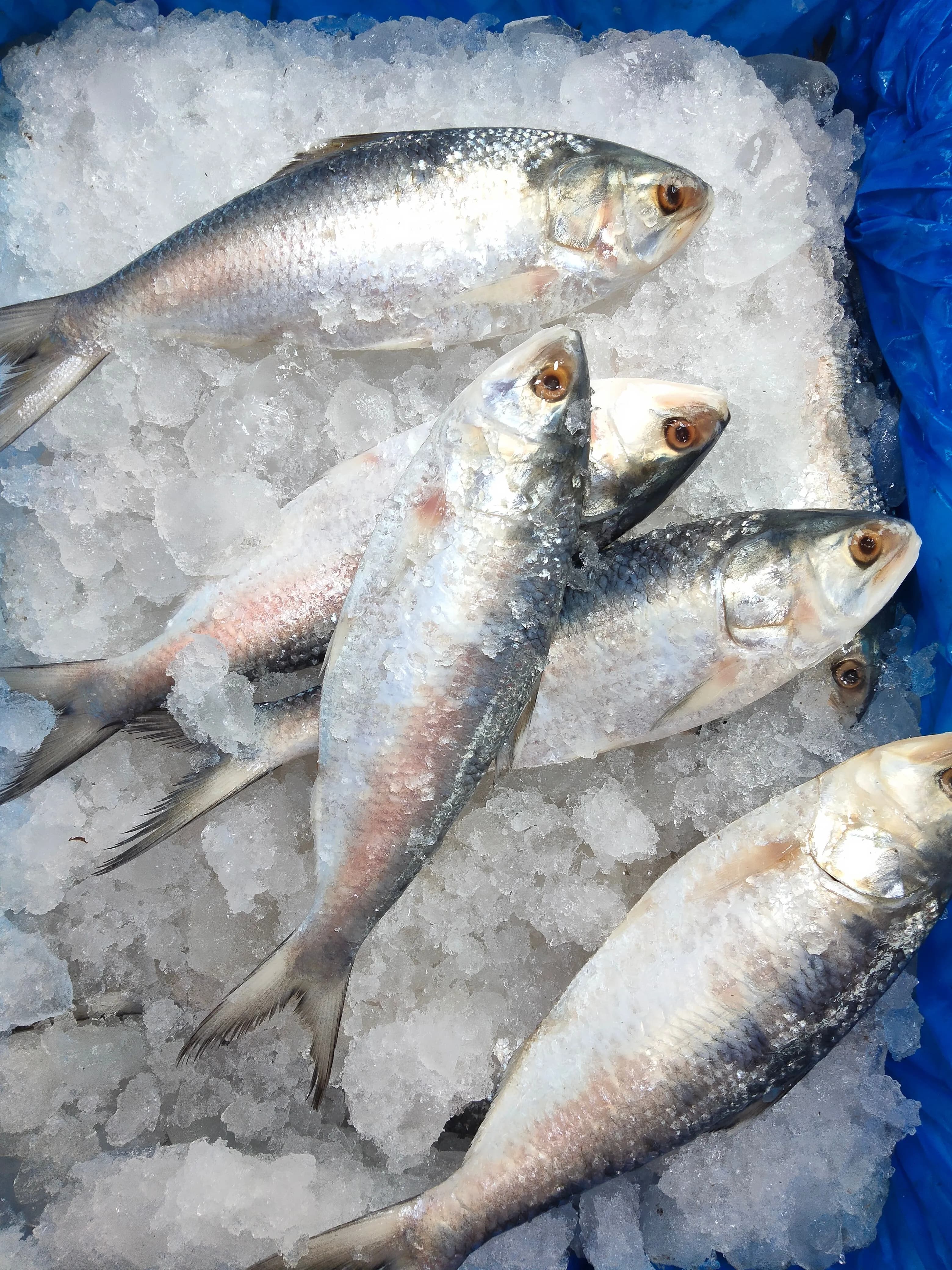 Indian Salmon (Rawas)