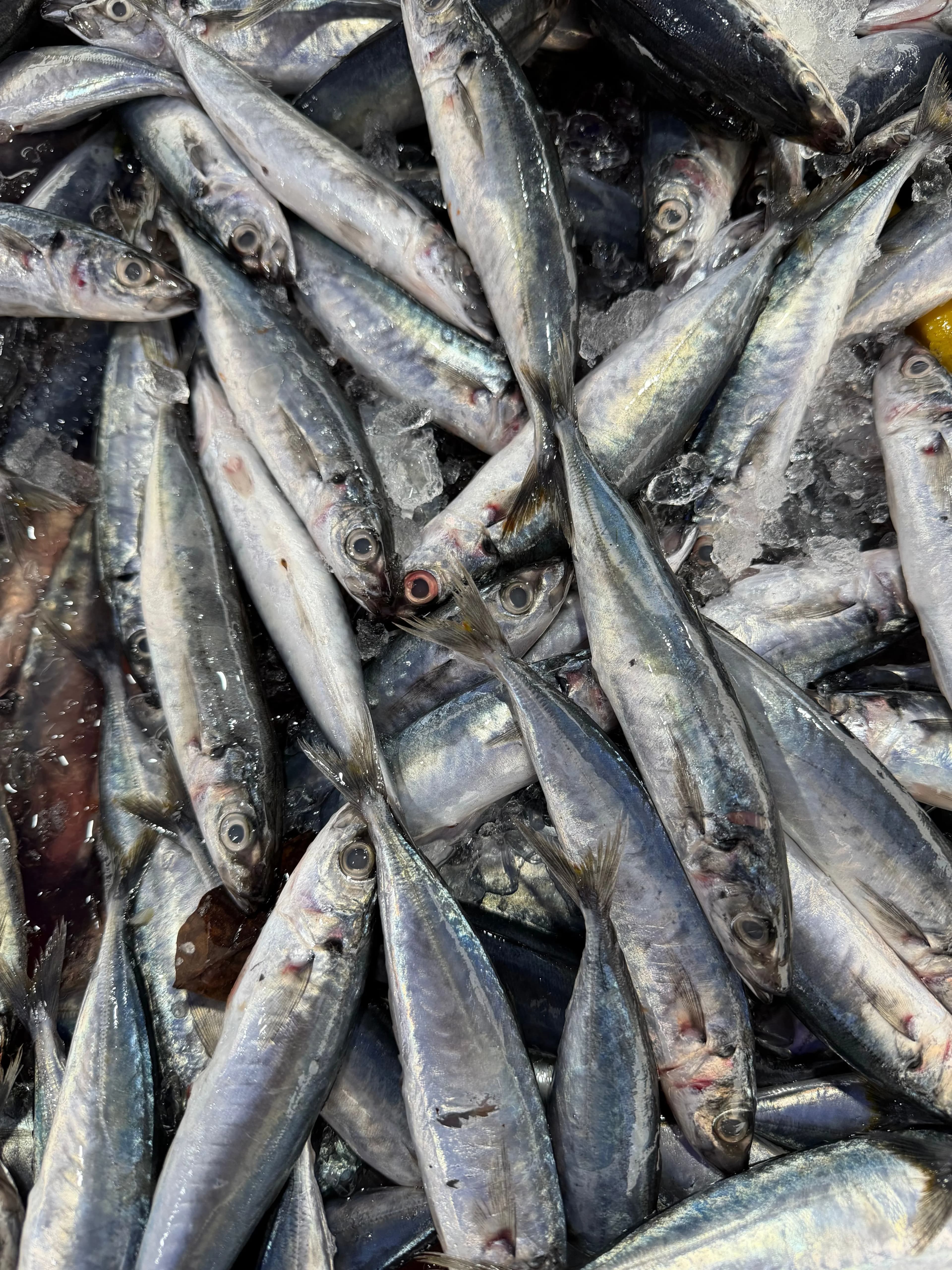 Indian Sardine