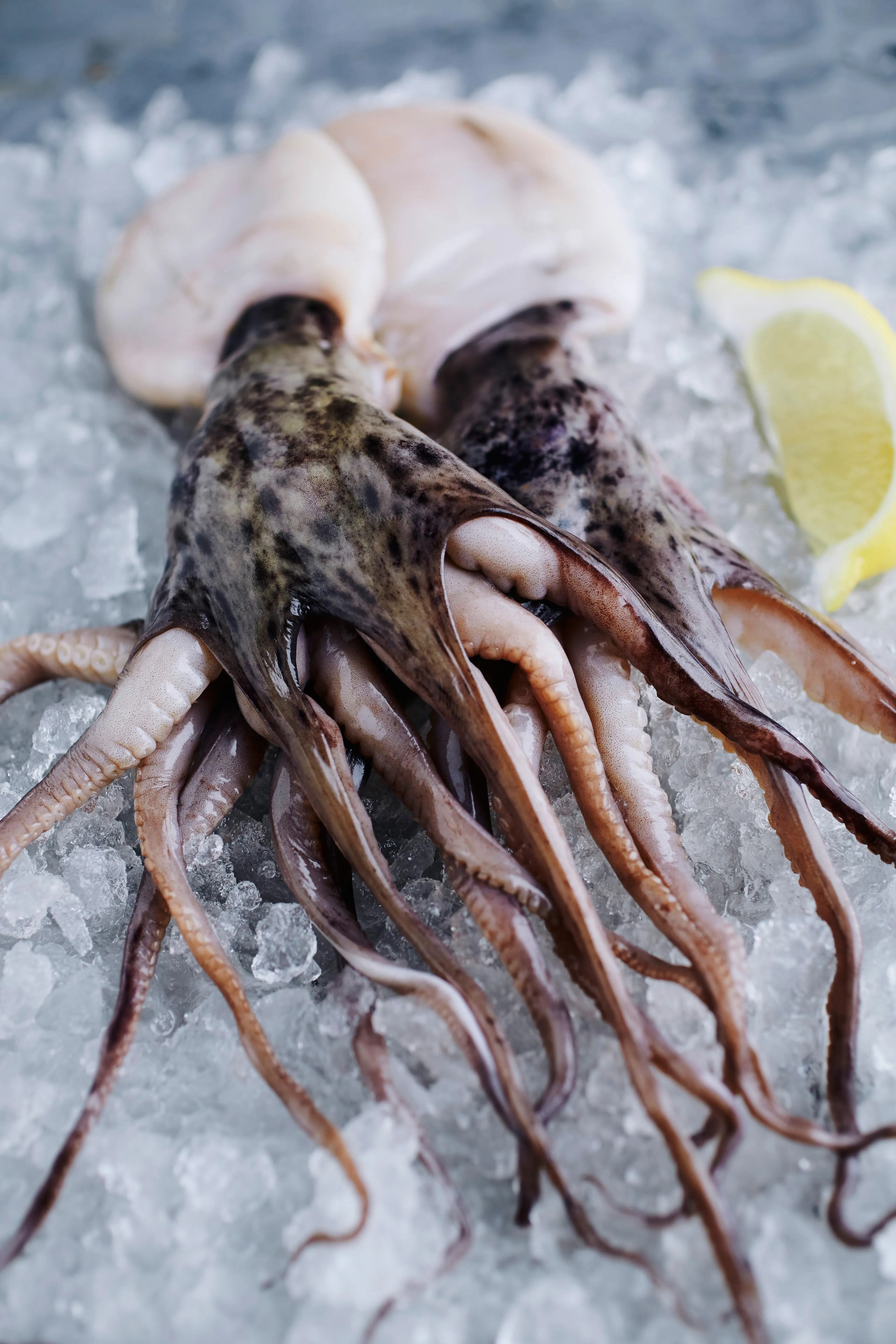 Indian Squid