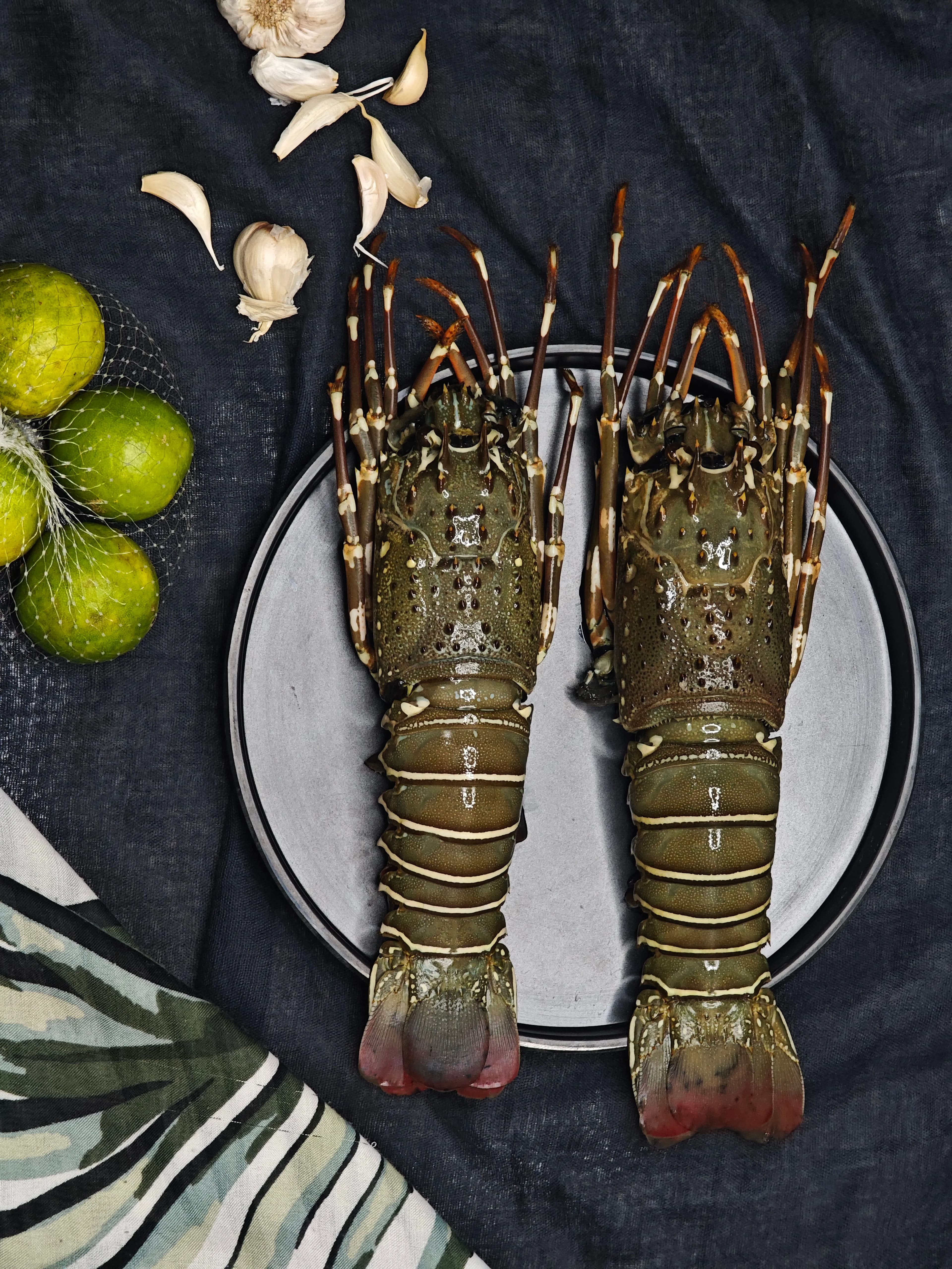 Indian Spiny Lobster