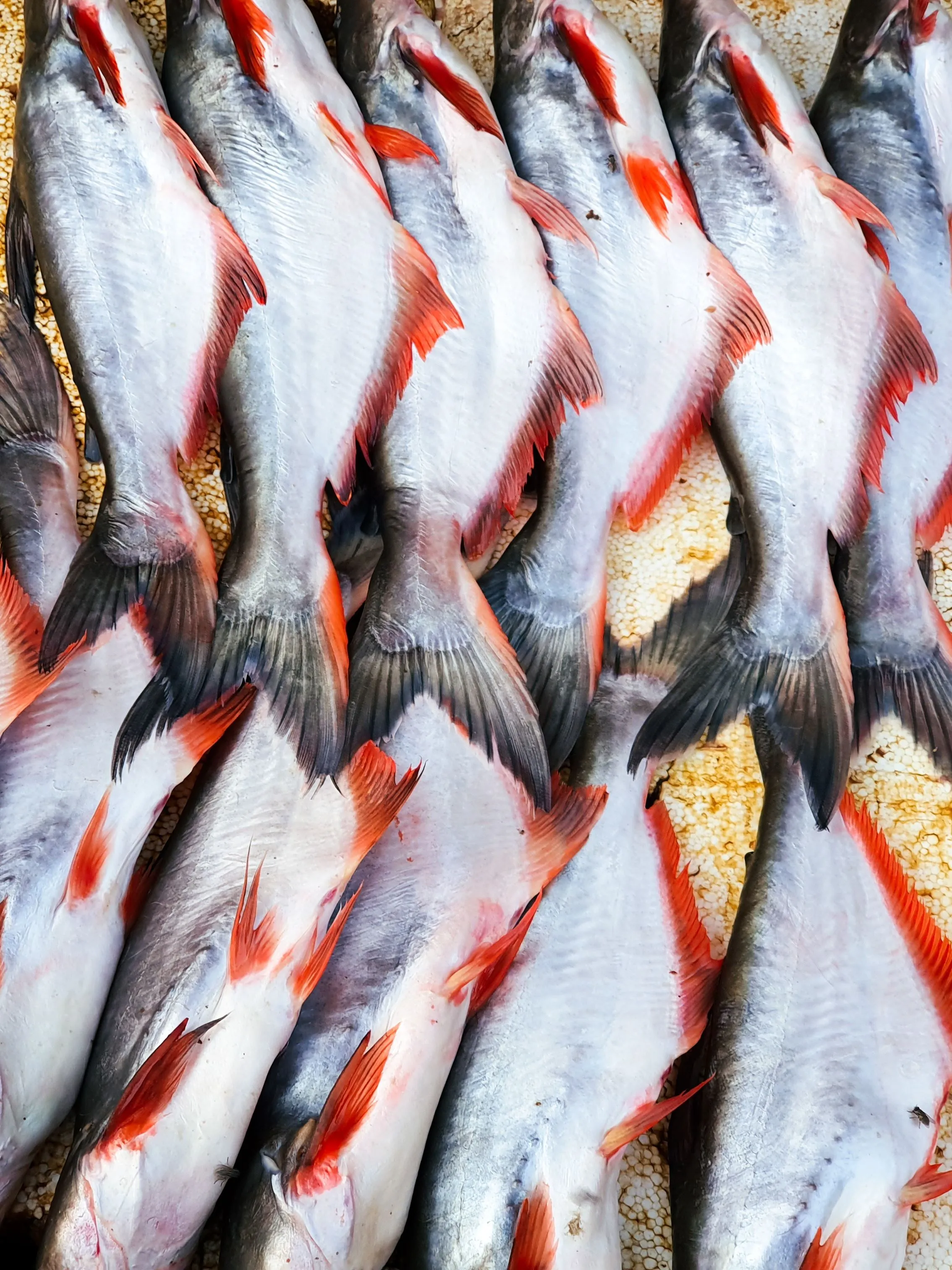 Pangasius (Basa)