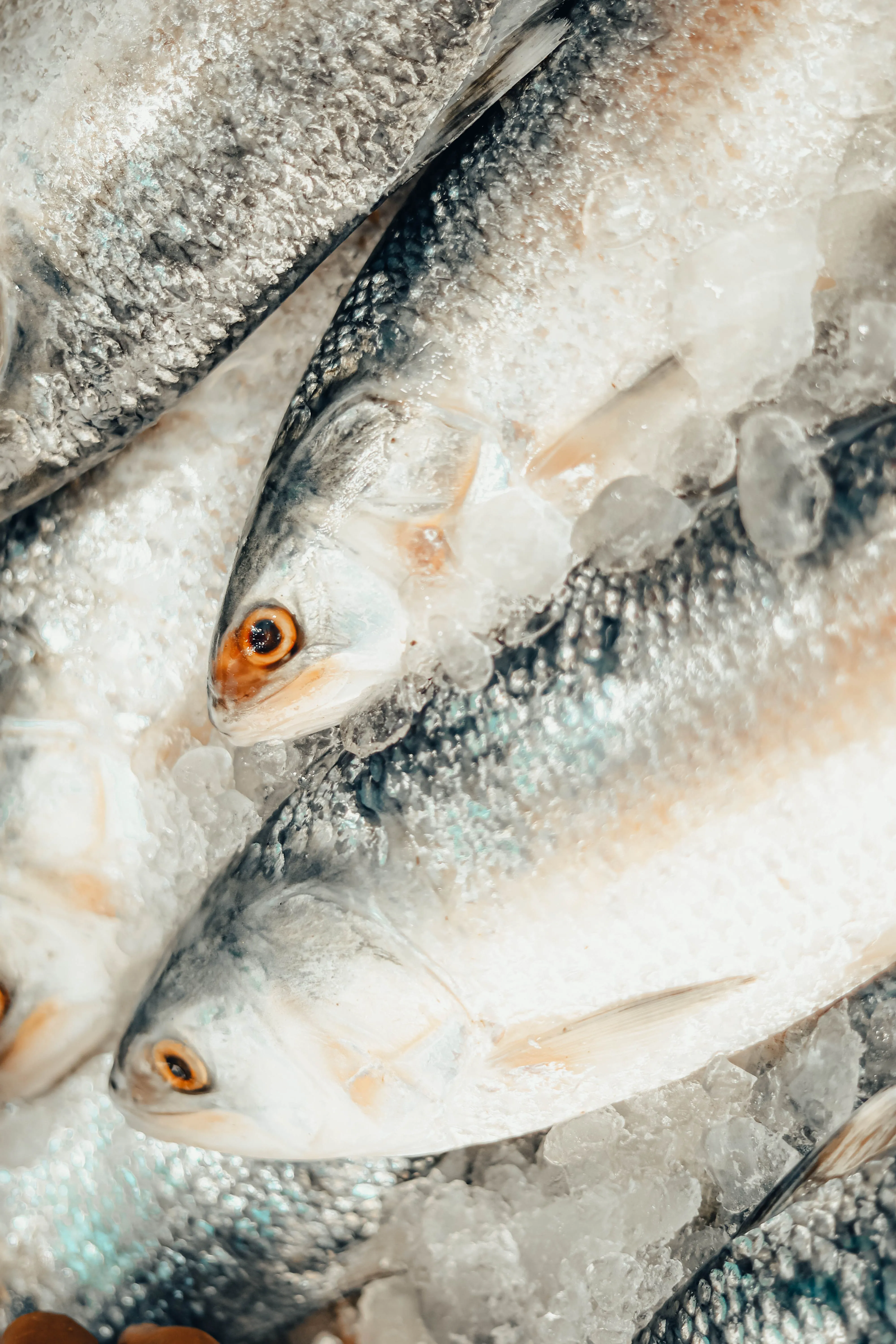 Salmon
