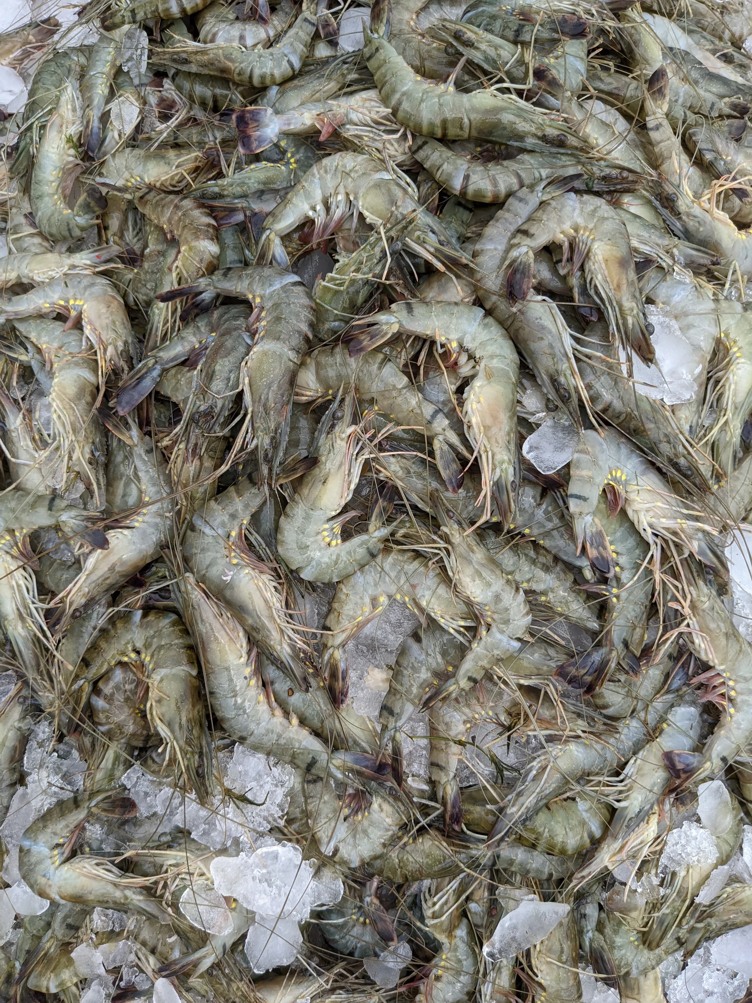 Vannamei White Shrimp (Prawns)