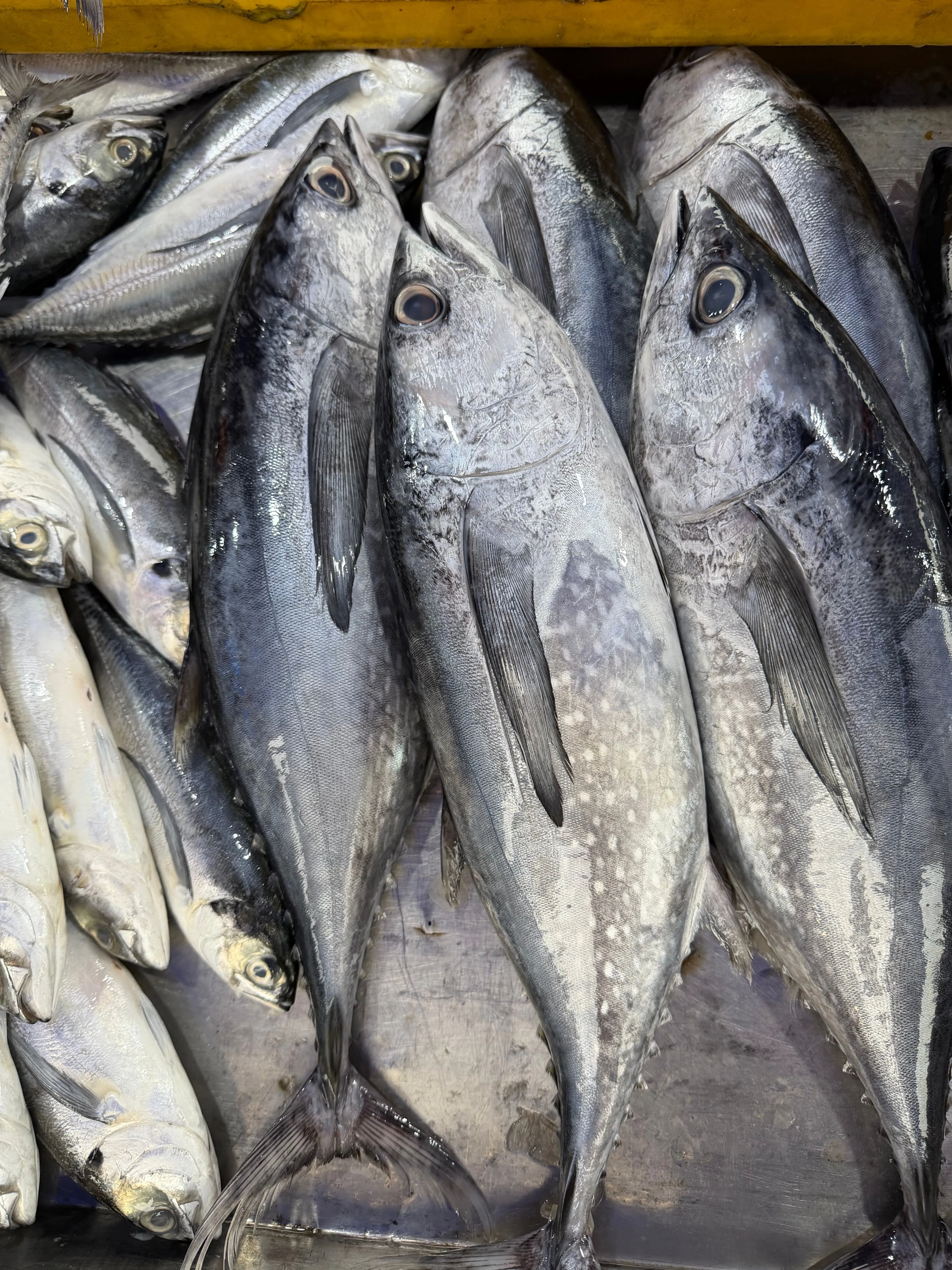 Yellowfin Tuna