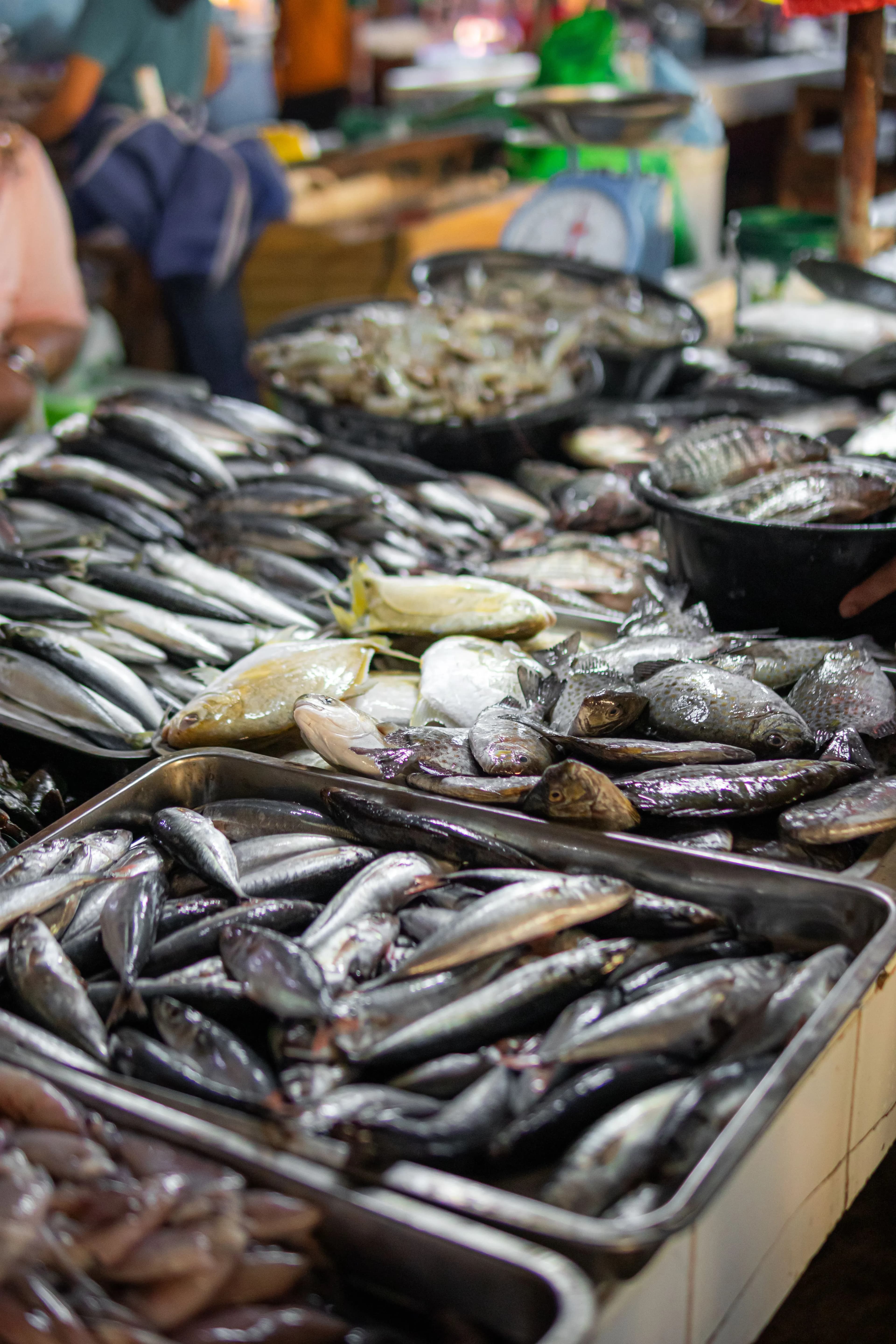 Premium Seafood