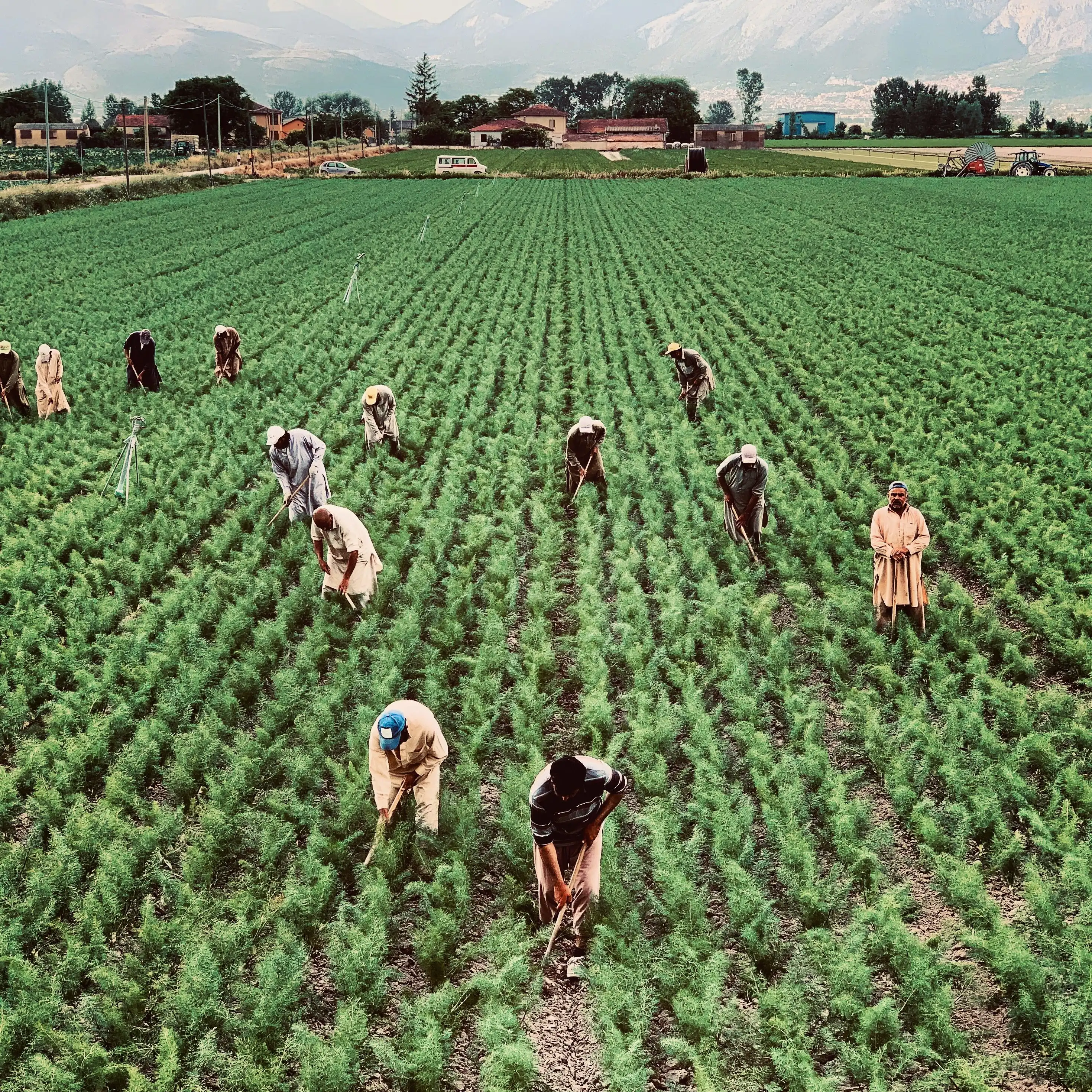 Farmers harvesting spices