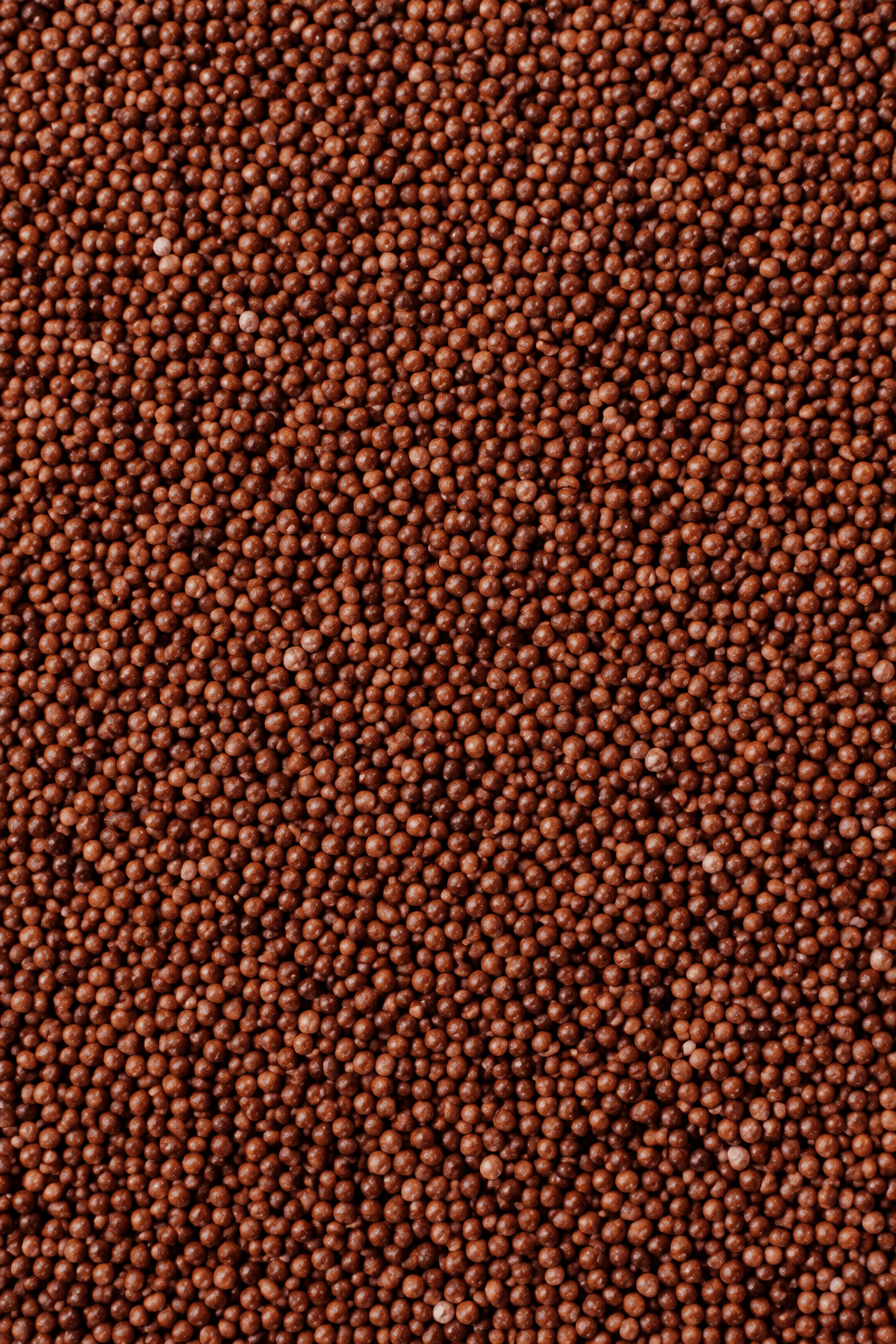 Finger Millet (Ragi)