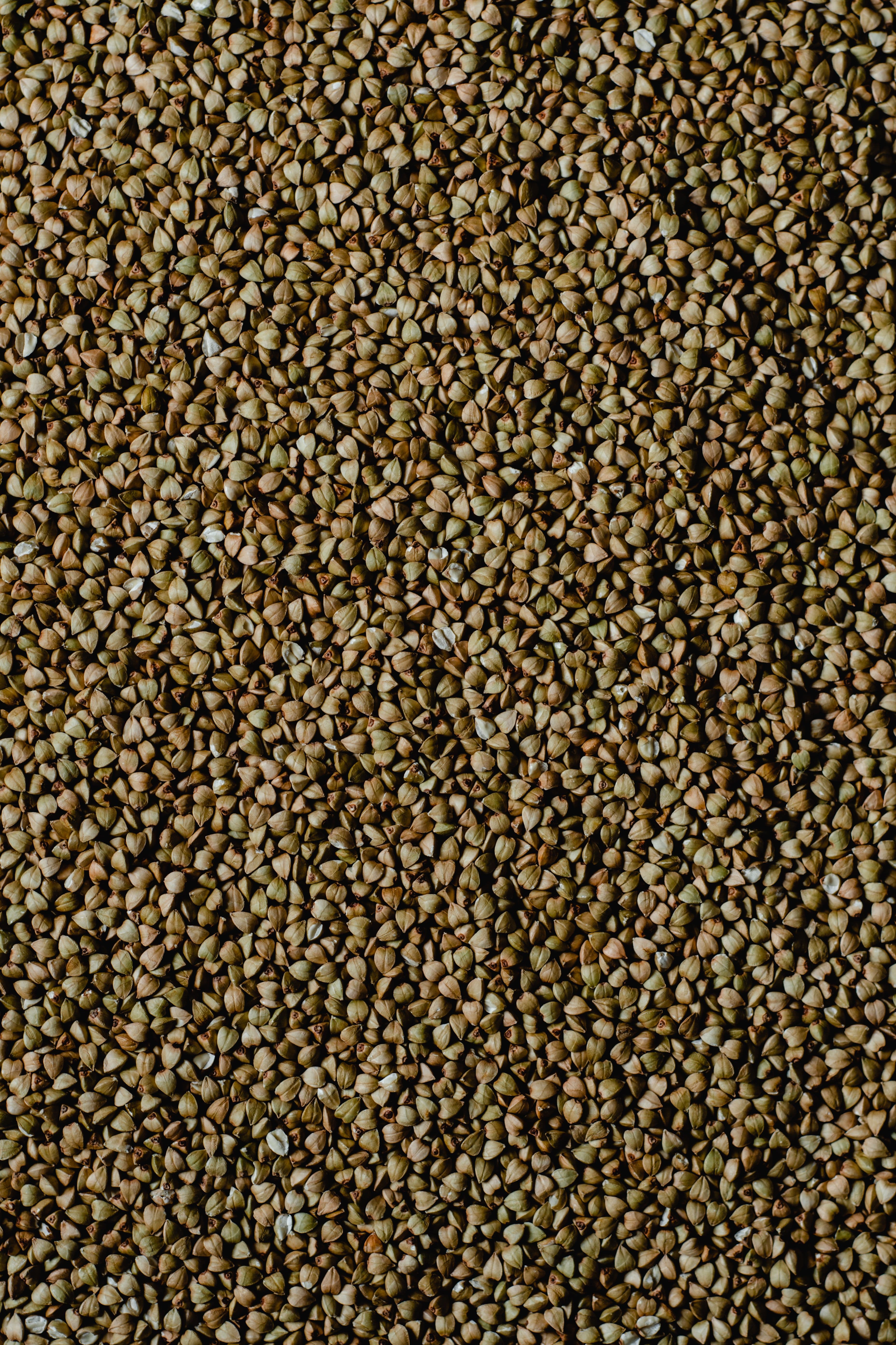 Pearl Millet (Bajra)