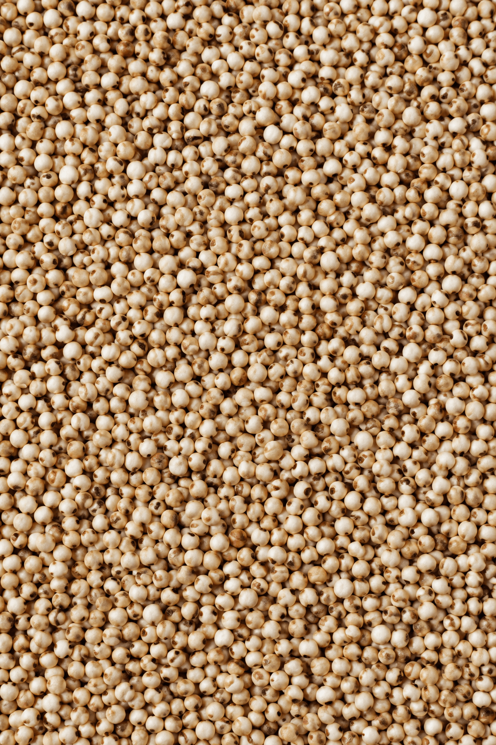 Sorghum (Jowar)