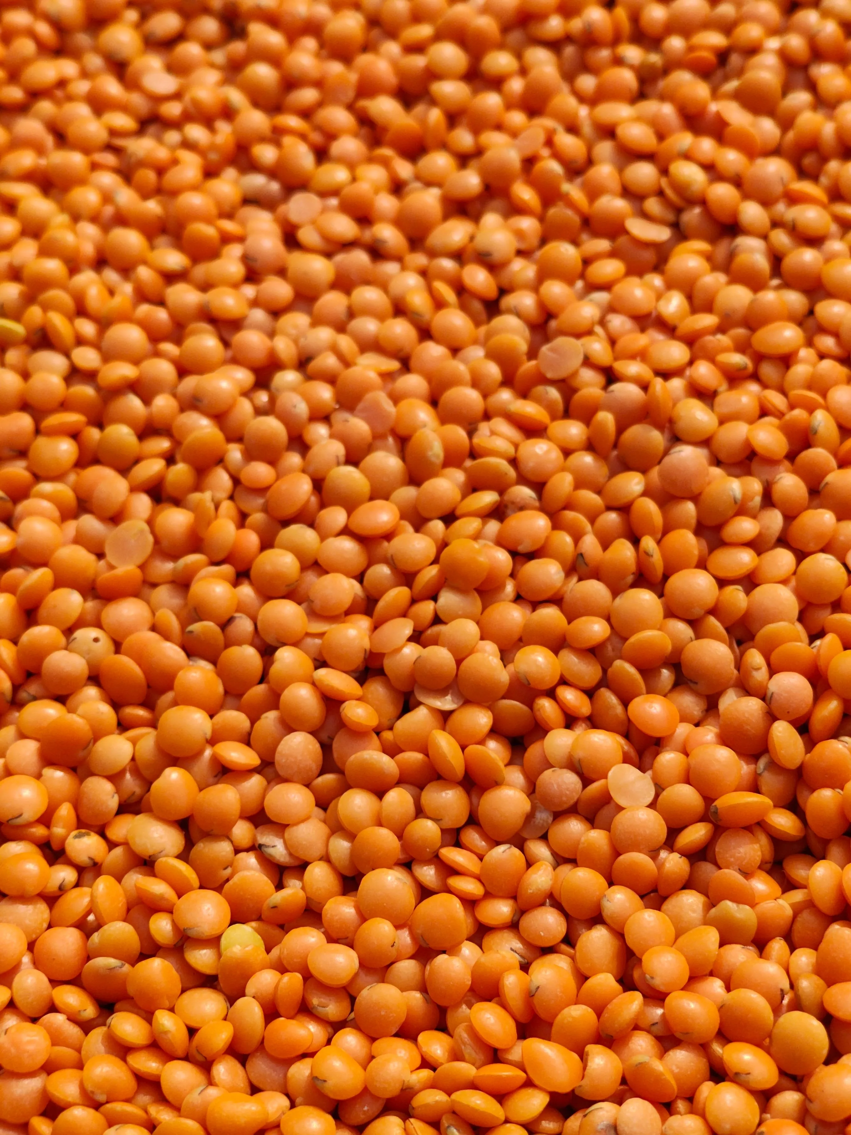 Red Lentils (Masoor Dal)
