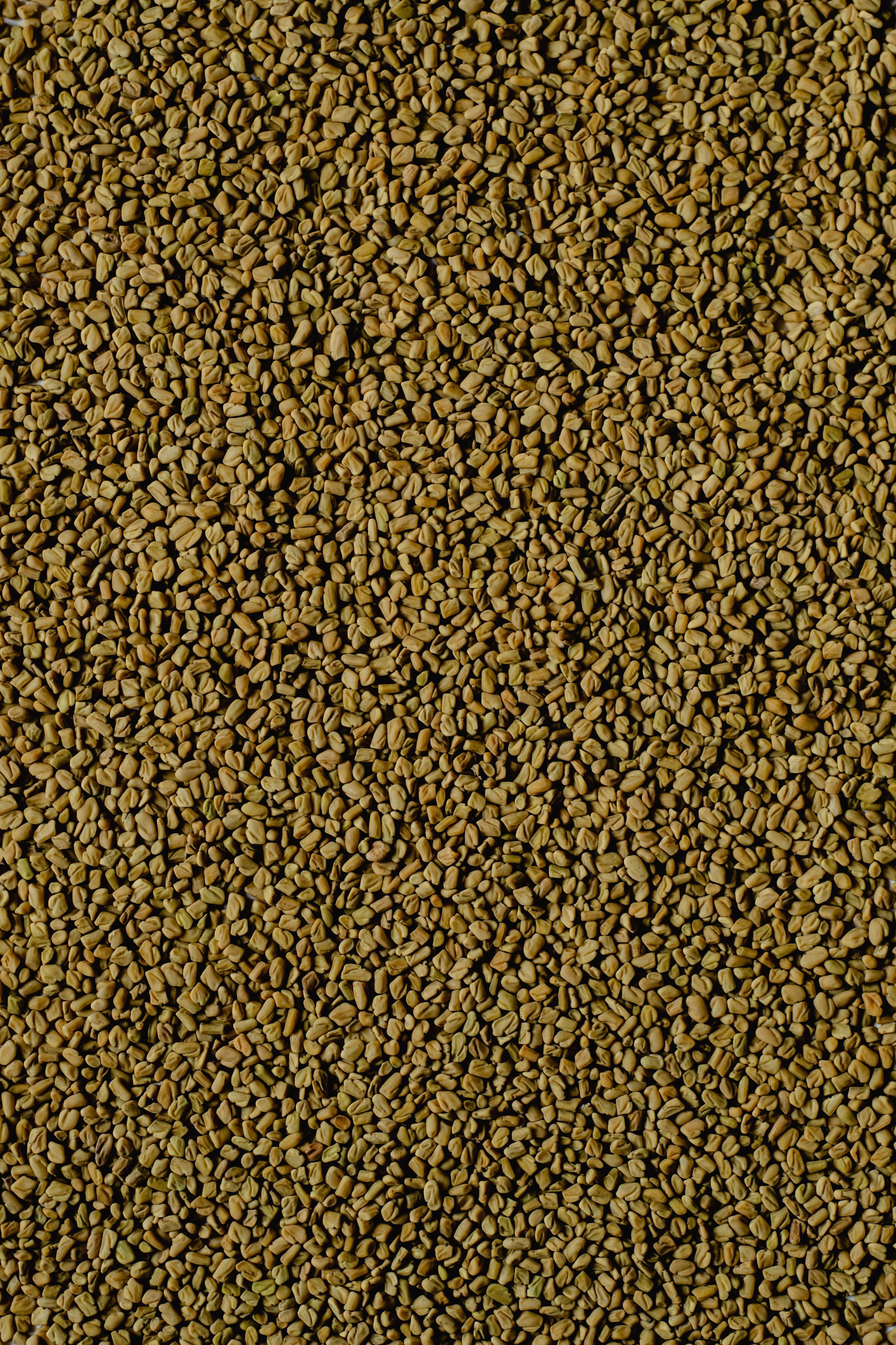 Fenugreek (Methi)