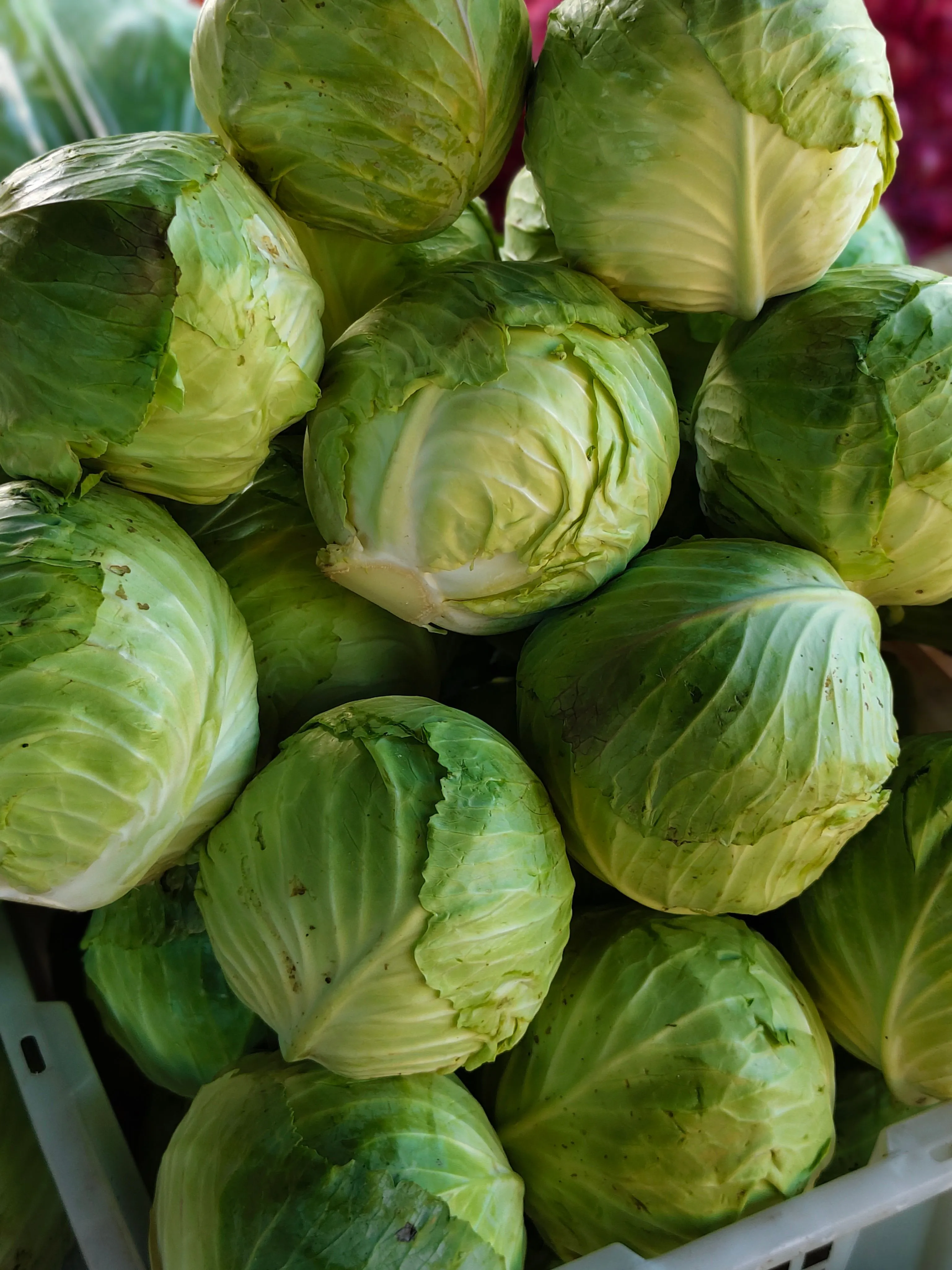 Fresh Green Cabbage
