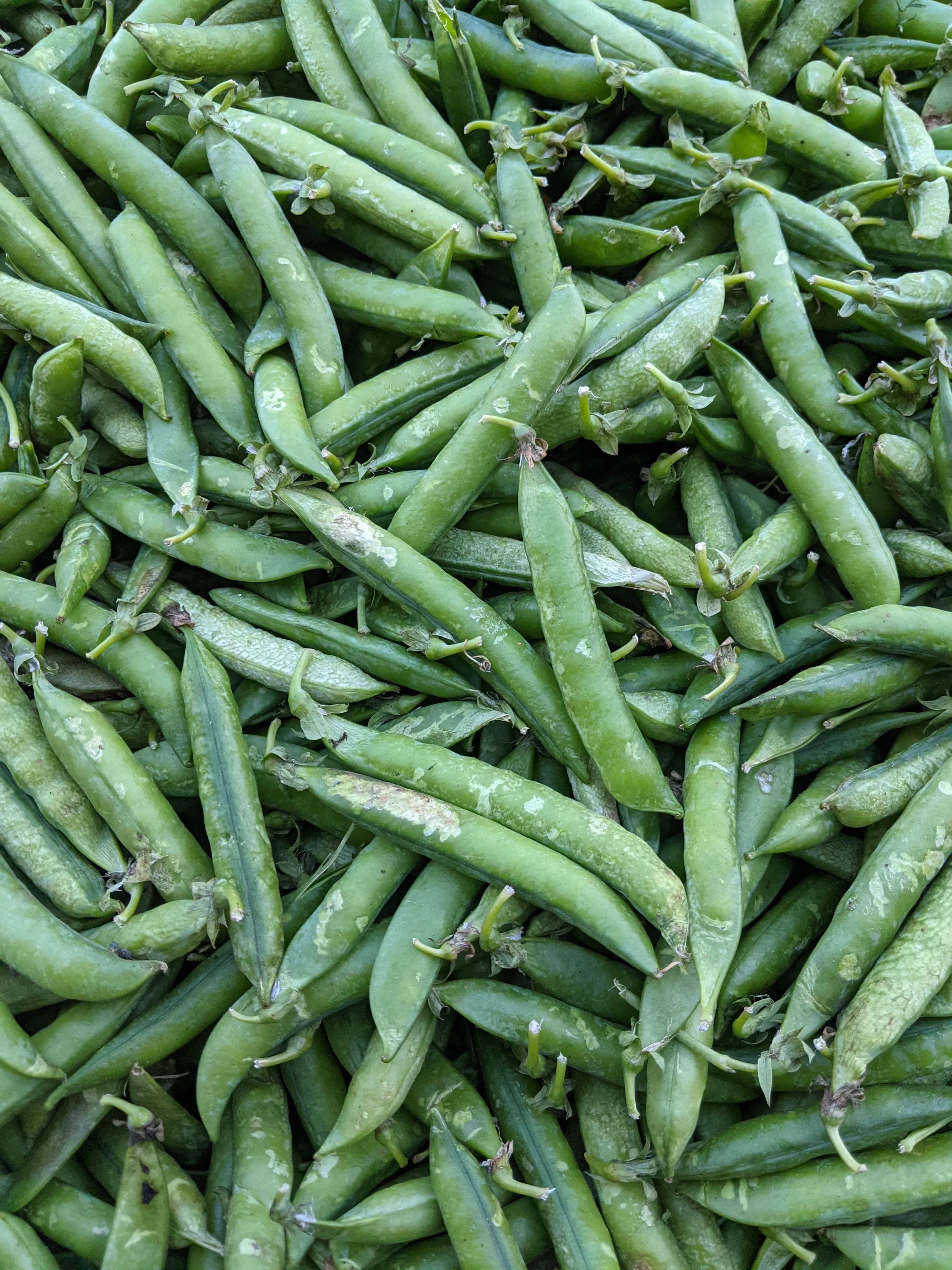 Fresh Green Peas