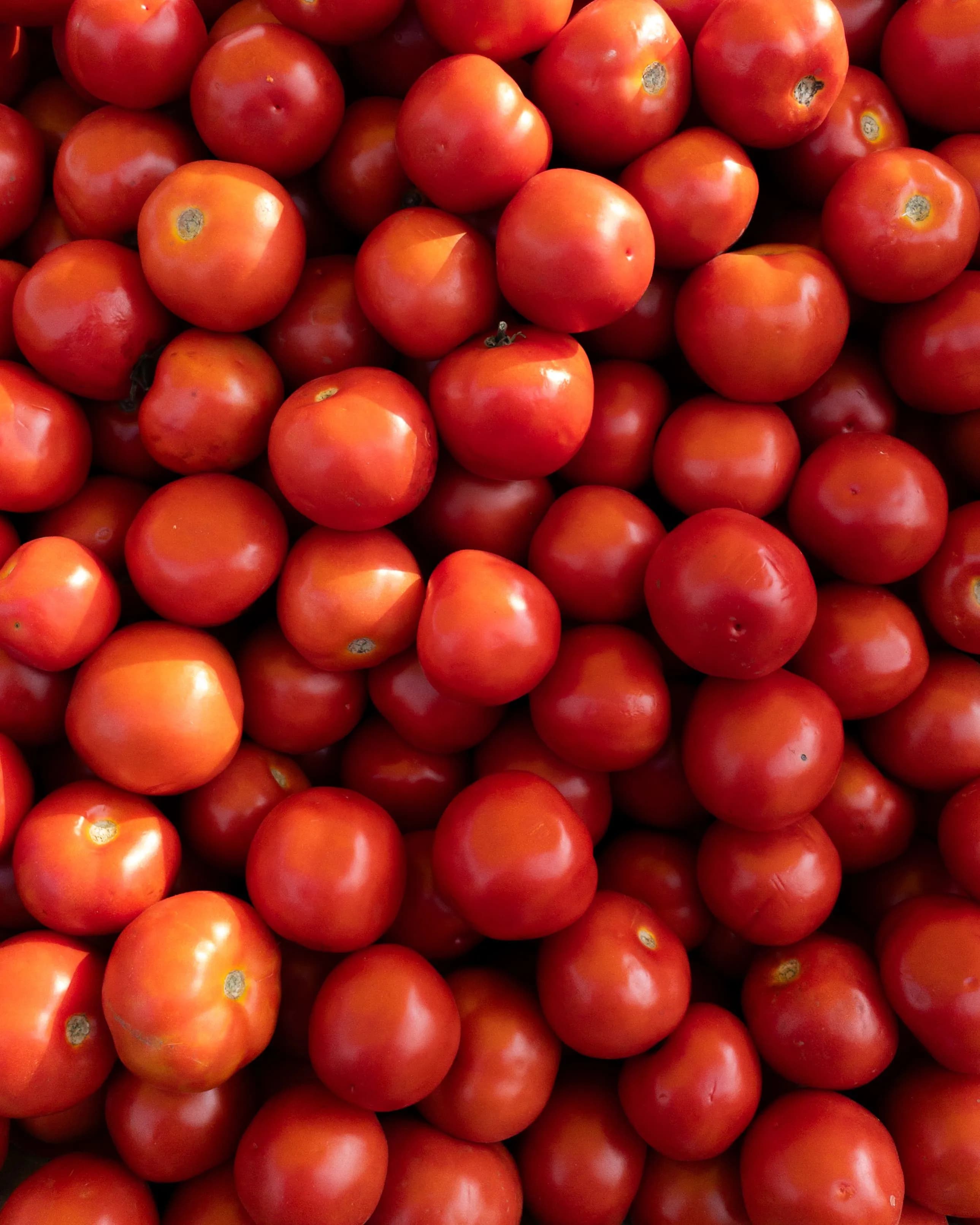 Fresh Tomatoes
